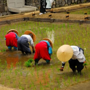 Festival de plantation de riz d’Otaue