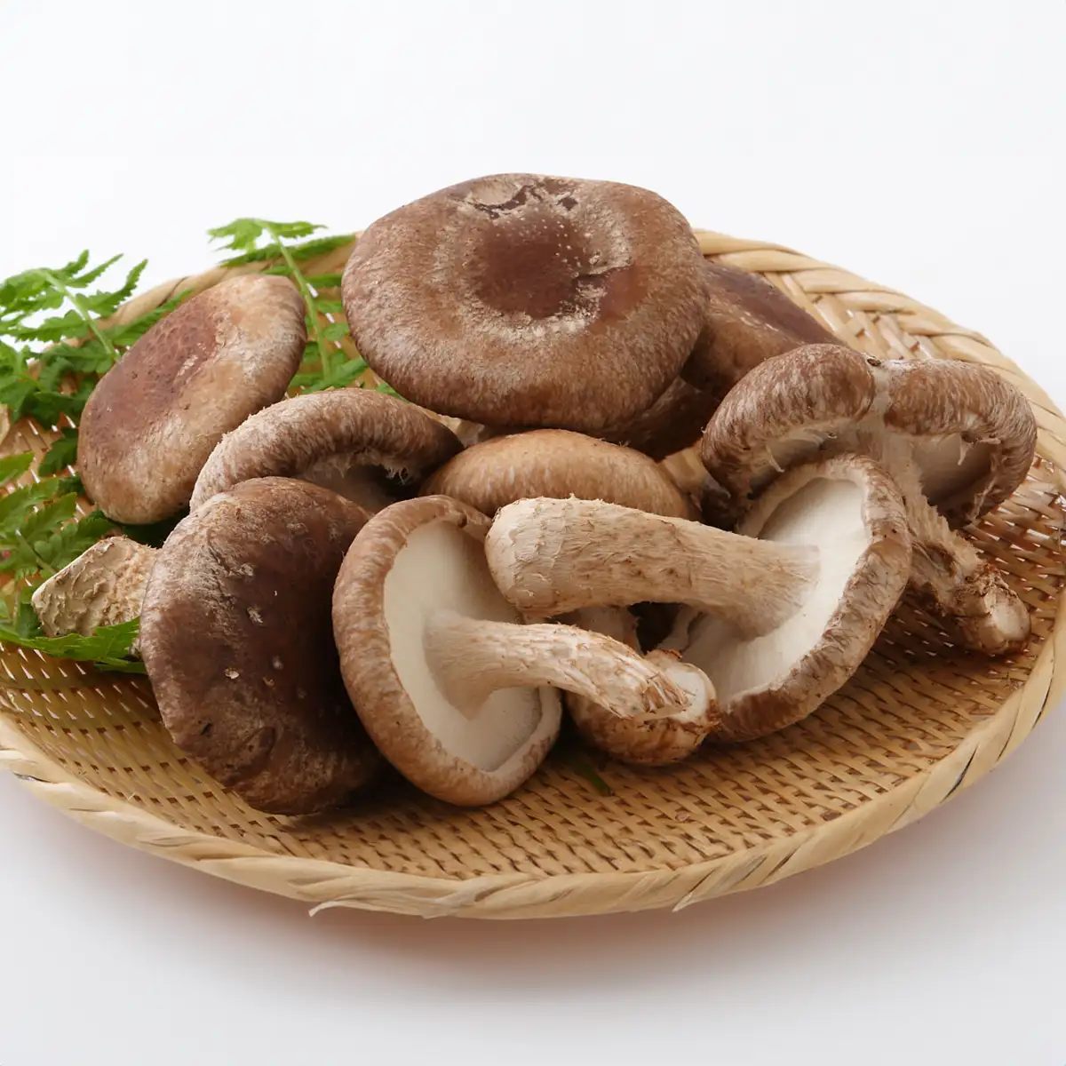 Shiitake mushroom