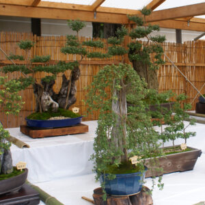 esposizione di bonsai