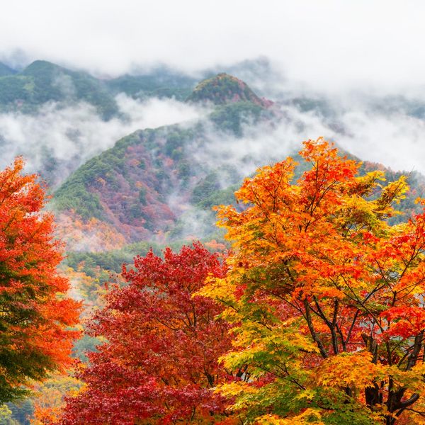 Momijigari in Japan: Eine Ode an die vergängliche Schönheit des Herbstes